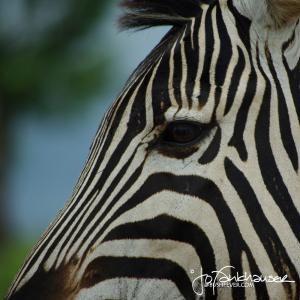 Zebra Head 2009