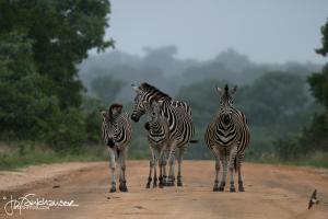 Zebras in Mist 2012
